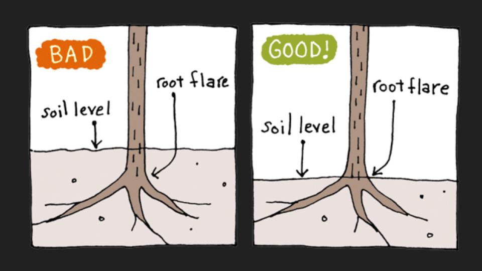 10 Fruit Tree Mistakes That Could Kill Your Harvest—And How to Fix Them 2 Planting Too Deeply
