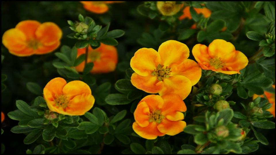 Potentilla