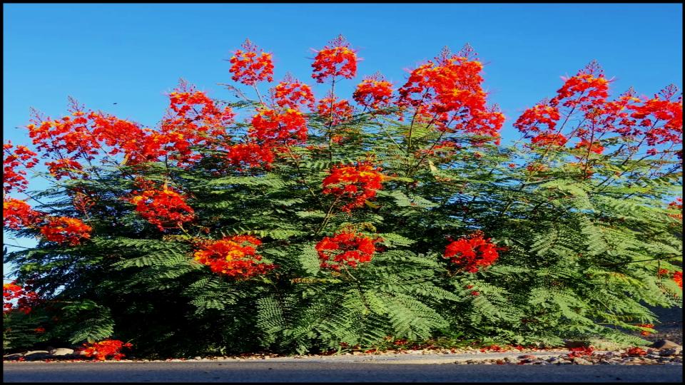 Pride of Barbados 
