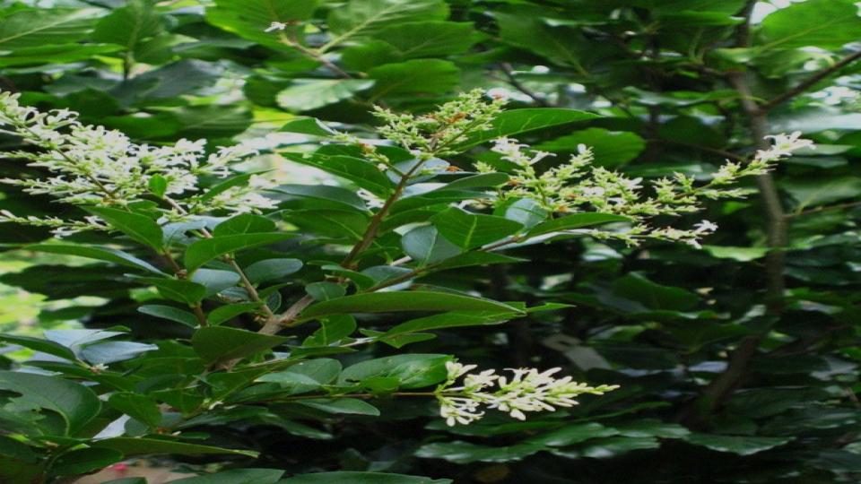14 Fast-Growing Hedges That Block Nosy Neighbors Naturally 10 Privet