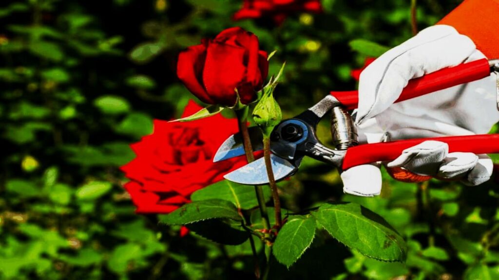 9 Rose-Care Mistakes Even Experienced Gardeners Make—Fix Them Fast 3 Pruning at the Wrong Time