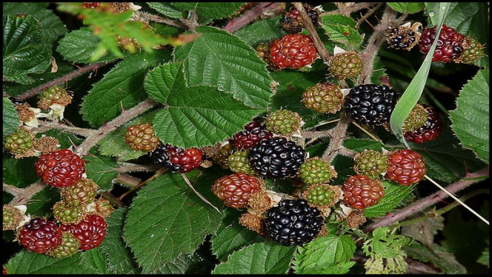 Raspberries & Blackberries