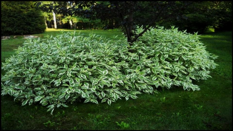 14 Fast-Growing Hedges That Block Nosy Neighbors Naturally 14 Red Twig Dogwood