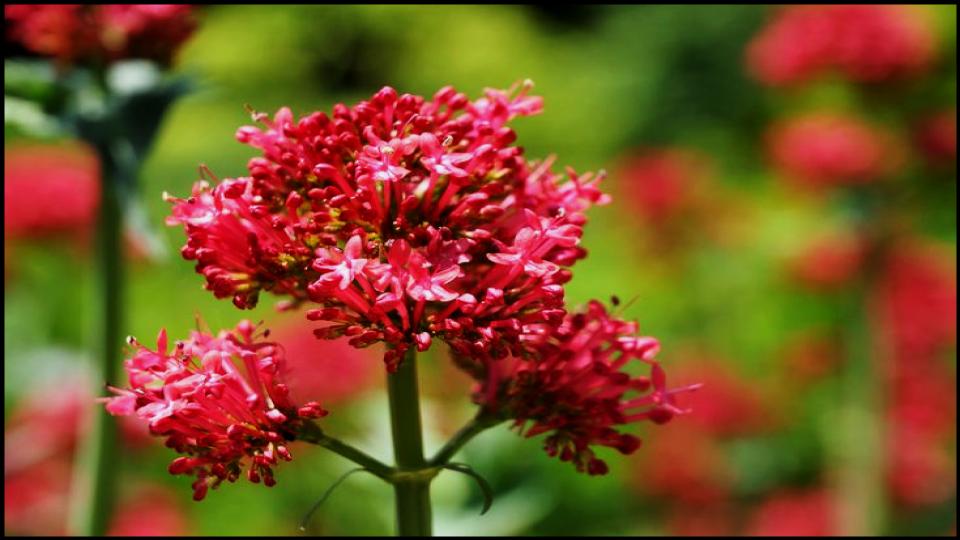 Red Valerian