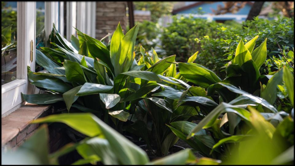 Resilient Cast Iron Plant