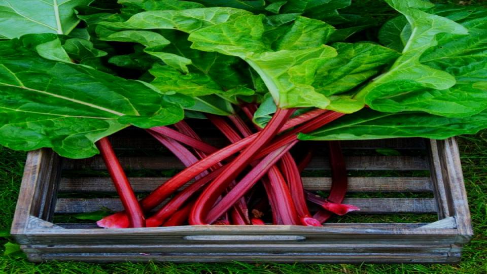 These 7 Vegetables Return Every Year—And Taste Better Each Season 3 Rhubarb