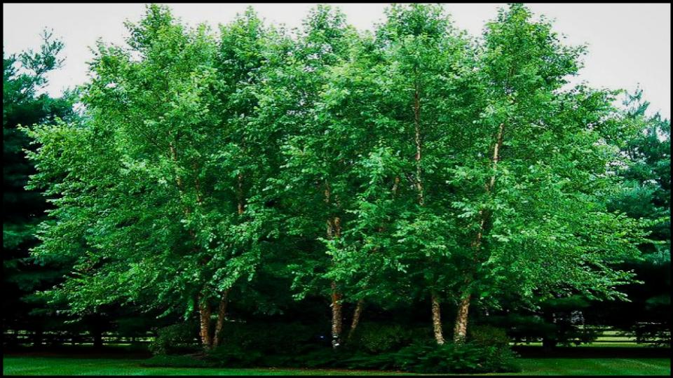 6 Fast-Growing Trees Experts for Small Gardens 8 River Birch 'Dura-Heat'