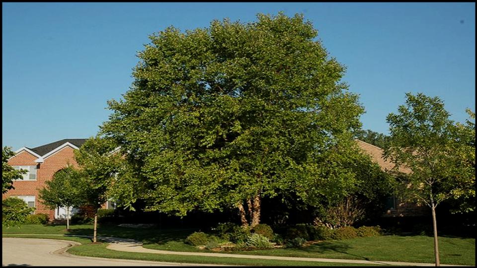 River Birch