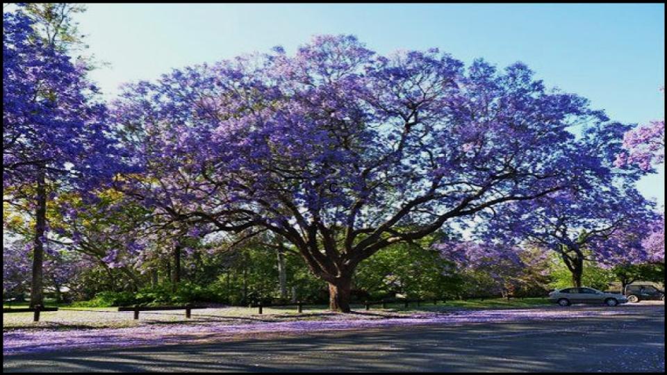 9 Fast-Growing Flowering Trees That’ll Explode with Color in Just One Season 11 Royal Empress Tree