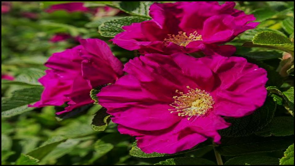 14 Fast-Growing Hedges That Block Nosy Neighbors Naturally 16 Rugosa Rose