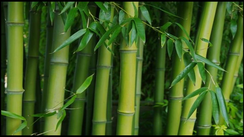 Running Bamboo