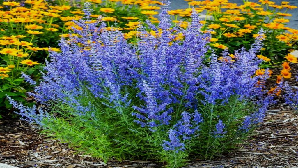 Russian Sage