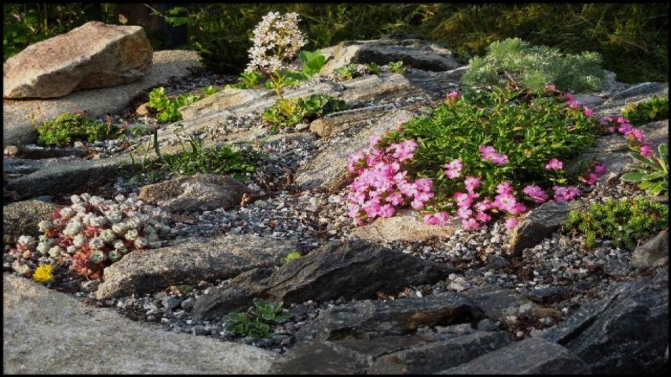 Rustic Rockery or Alpine Garden