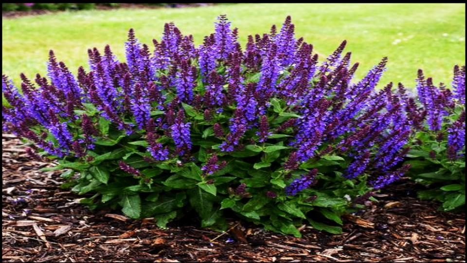 9 Gorgeous Flowers That Need Deadheading - Will Stop Blooming 6 Salvia