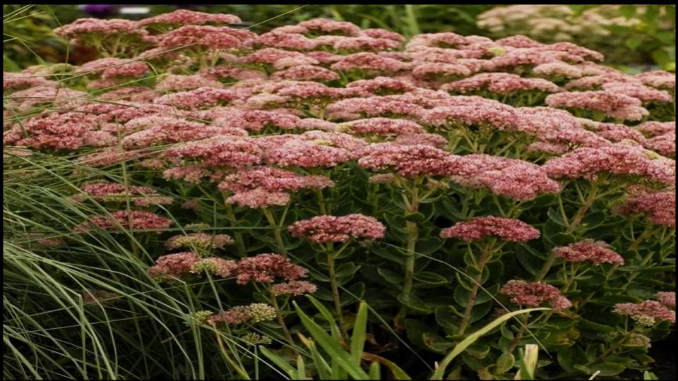 8 Ground Covers for Patios or Pathway That Instantly Upgrade 7 Sedum