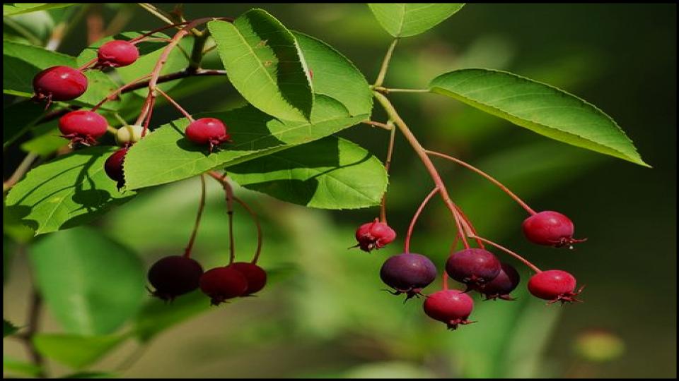 8 Fruit Trees So Easy Grow Themselves—Anywhere 5 Serviceberry