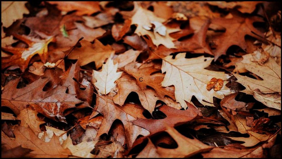 13 Types of Mulch You’re Probably Using Wrong—Here’s What Experts Say 8 Shredded Leaves/Leaf Mold