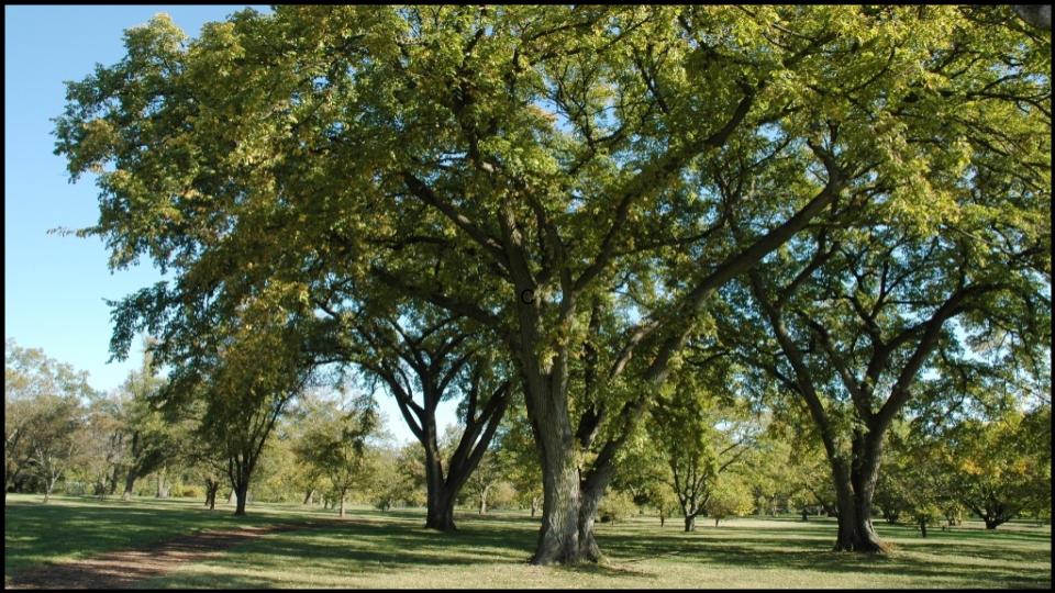 Siberian Elm