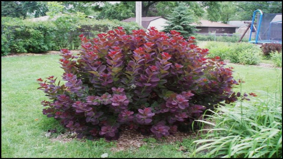 Smokebush