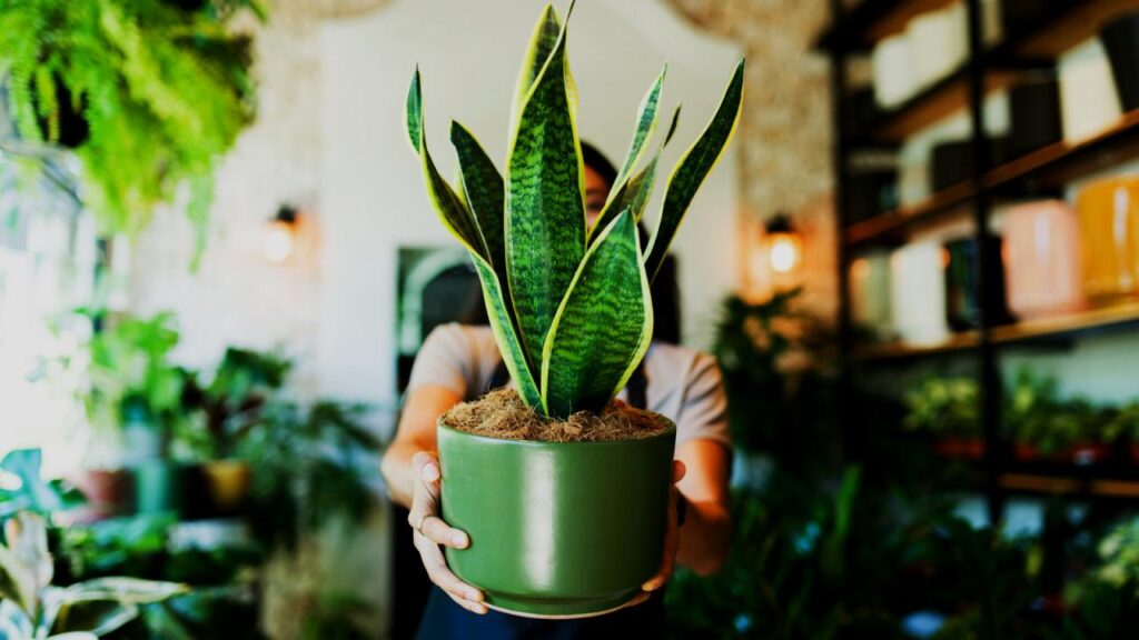 Snake Plant
