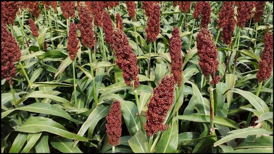Sorghum or Sudan Grass