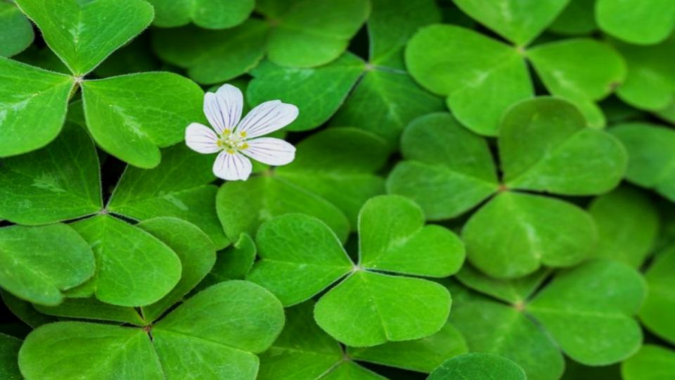 These 7 Vegetables Return Every Year—And Taste Better Each Season 6 Sorrel