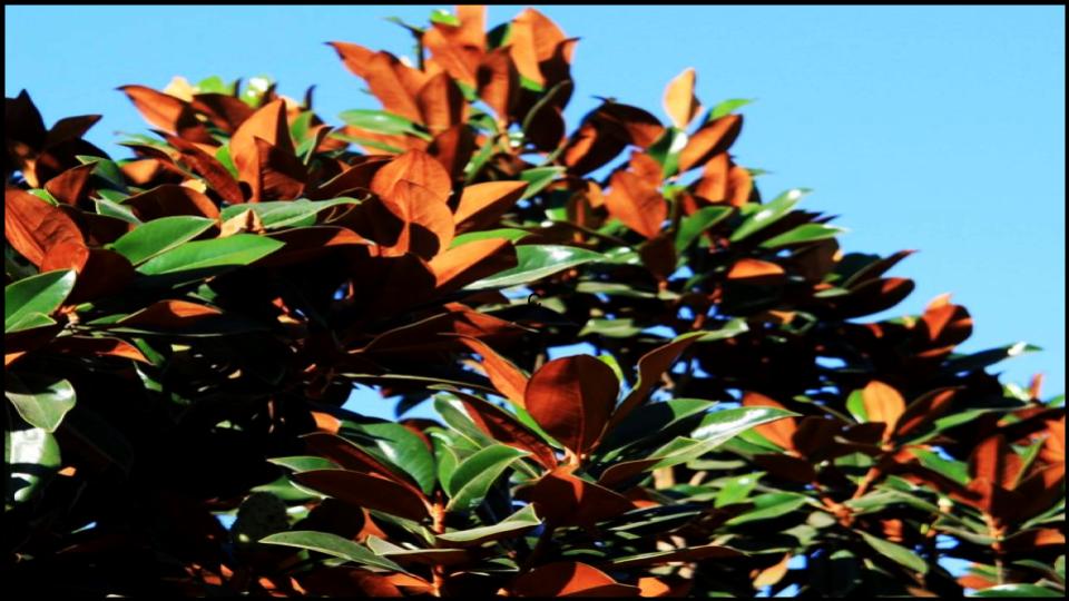 9 Fast-Growing Flowering Trees That’ll Explode with Color in Just One Season 9 Southern Magnolia 'D.D. Blanchard'