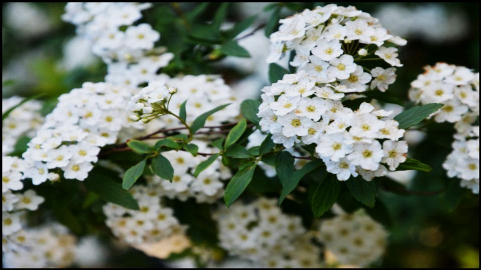 Spirea