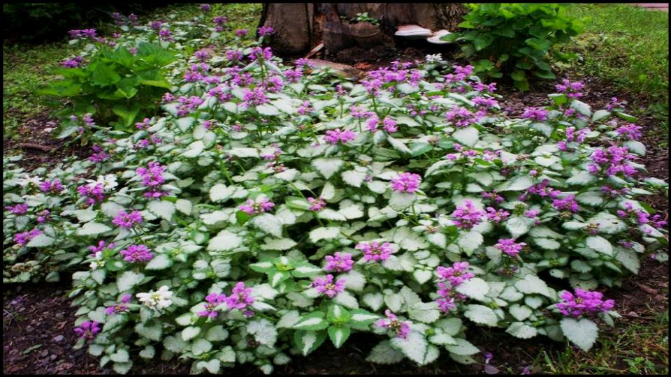 8 Fast-Growing Ground Covers That Fill and Keep Your Garden Looking Gorgeous 7 Spotted Dead Nettle