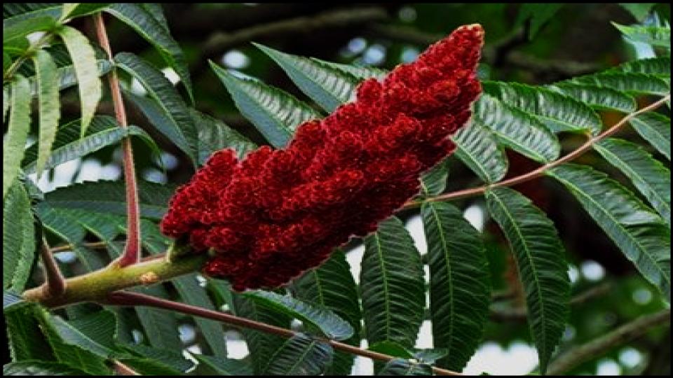 Staghorn Sumac