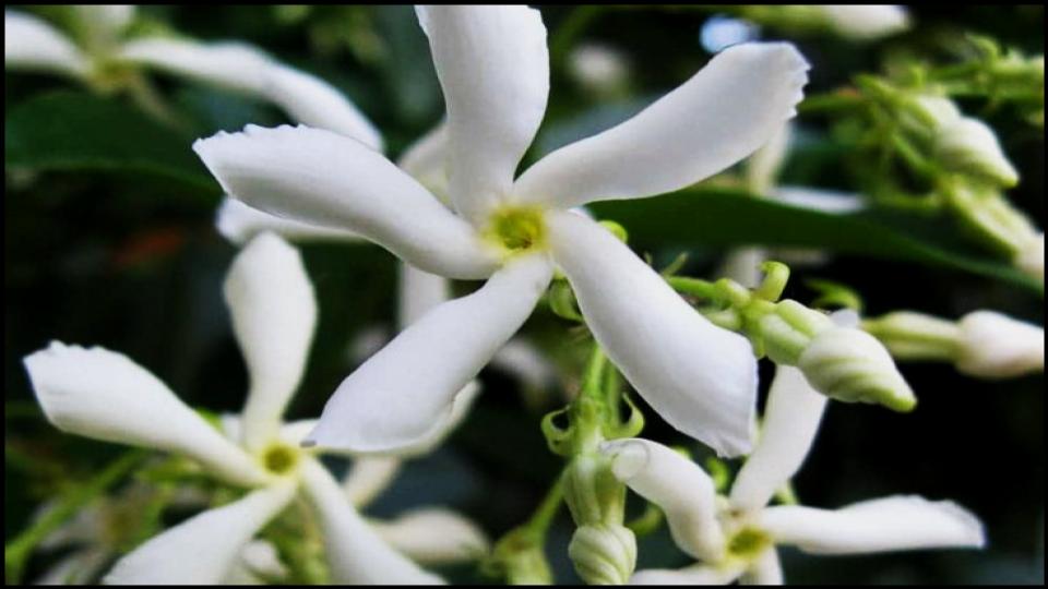 9 Climbing Plants That Turn Pots into Vertical Garden Masterpieces. 3 Star Jasmine
