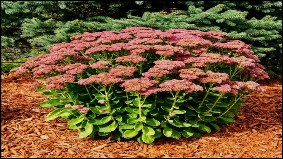 21 Soil-Saving Plants Every Gardener Should Be Growing 5 Stonecrop