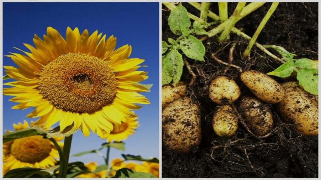10 Surprising Plant Duos That Can Destroy Each Other 8 Sunflowers and Potatoes