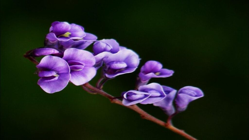 21 Soil-Saving Plants Every Gardener Should Be Growing 17 Sweet Pea