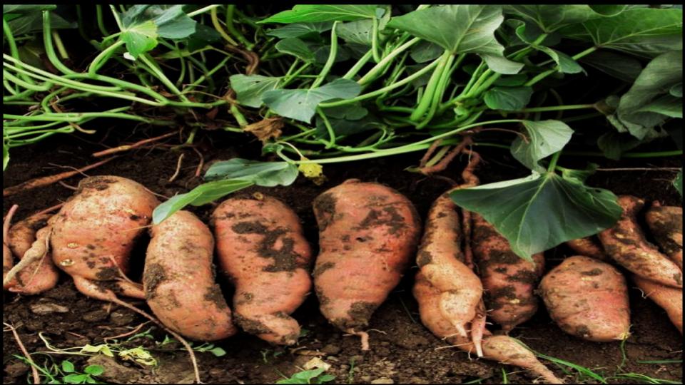9 Vegetables not to Grow in Pots—Experts Explain Why 7 Sweet Potatoes
