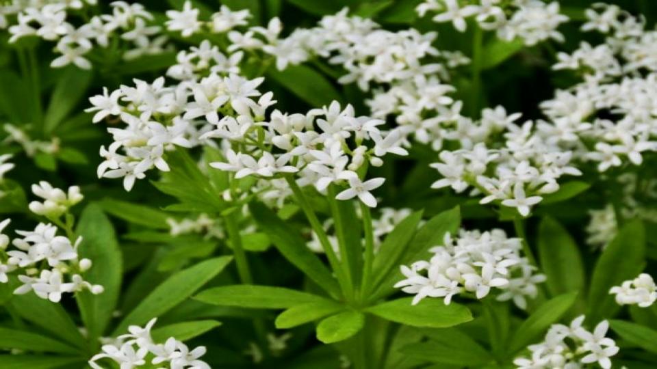 8 Fast-Growing Ground Covers That Fill and Keep Your Garden Looking Gorgeous 3 Sweet Woodruff