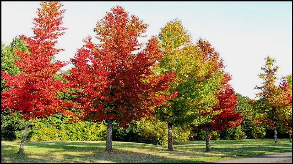 6 Gorgeous Flowering Trees That Could Ruin Your Yard, Experts Warn 6 The American Sweetgum