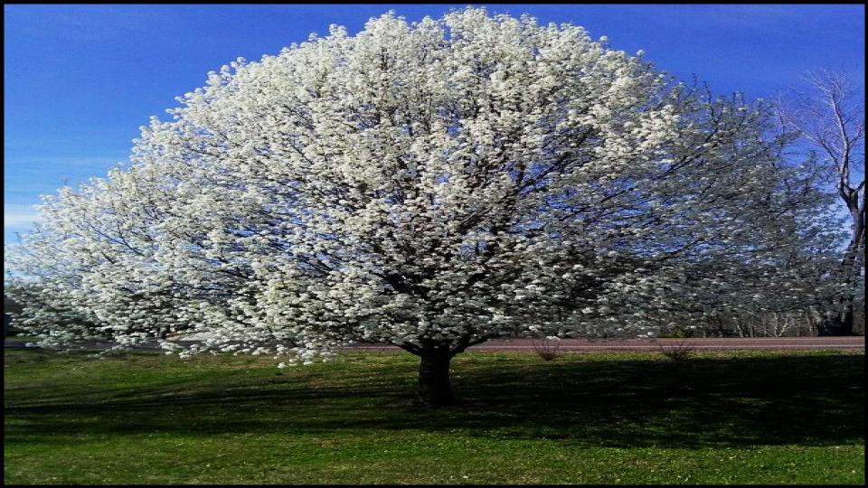 6 Gorgeous Flowering Trees That Could Ruin Your Yard, Experts Warn 2 The Bradford Pear