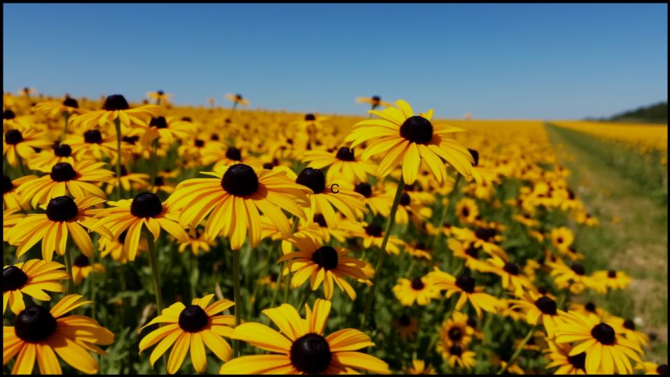 5 Tough Outdoor Plants You’d Have to Try to Kill 4 The Cheerful Black-Eyed Susan