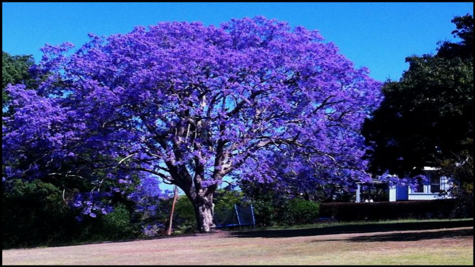 6 Gorgeous Flowering Trees That Could Ruin Your Yard, Experts Warn 4 The Empress or Foxglove Tree