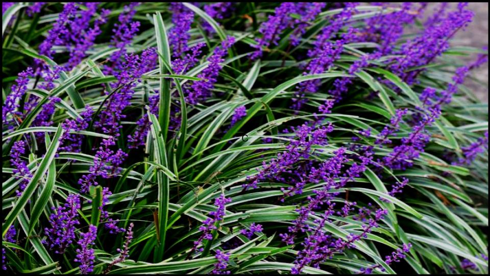 5 Tough Outdoor Plants You’d Have to Try to Kill 5 The Indomitable Lilyturf