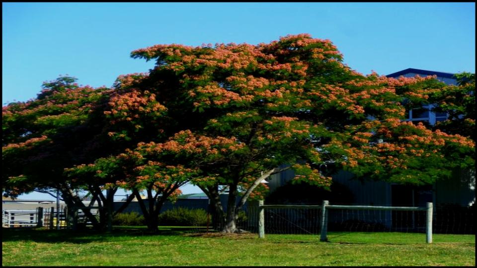 6 Gorgeous Flowering Trees That Could Ruin Your Yard, Experts Warn 3 The Mimosa or Silk Tree