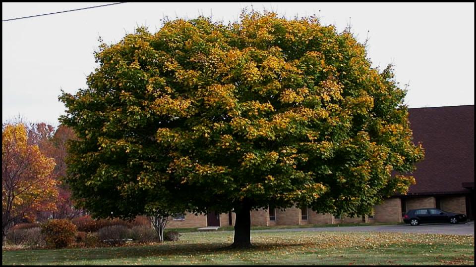 6 Gorgeous Flowering Trees That Could Ruin Your Yard, Experts Warn 5 The Norway Maple