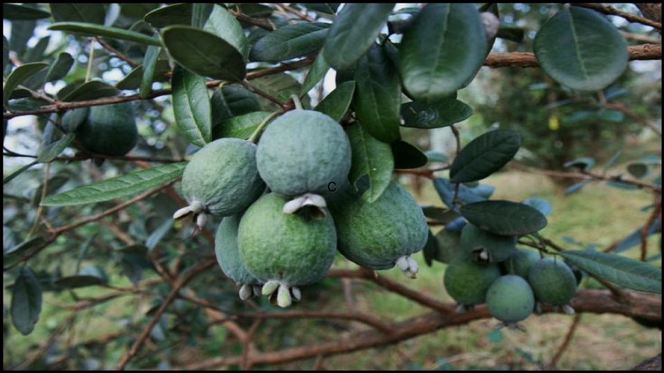 The Perfumed Feijoa