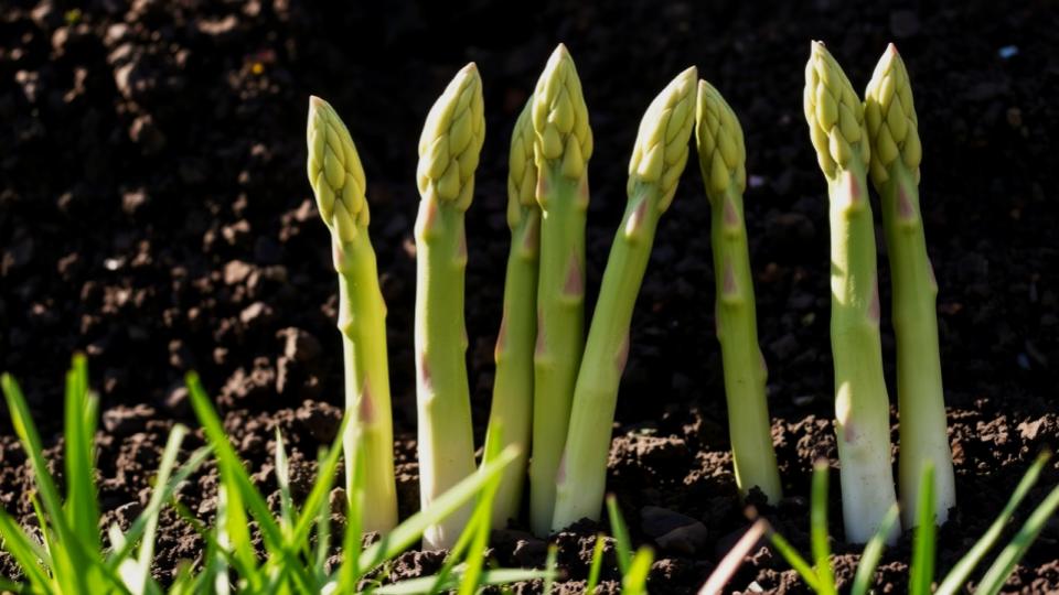 These 7 Vegetables Return Every Year—And Taste Better Each Season 2 Asparagus