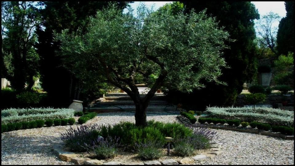 6 Gorgeous Flowering Trees That Could Ruin Your Yard, Experts Warn 7 The Russian Olive