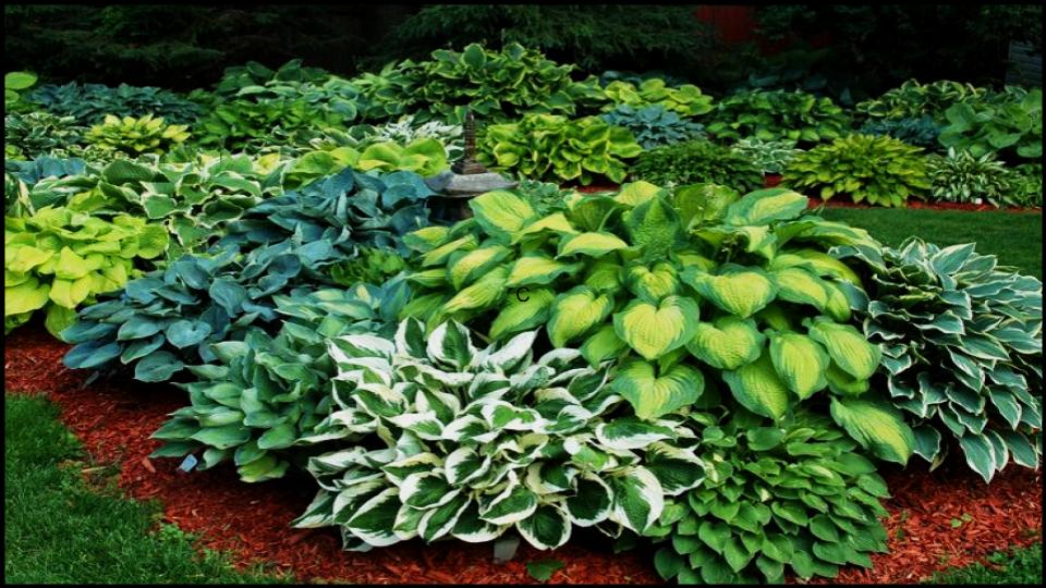 5 Tough Outdoor Plants You’d Have to Try to Kill 3 The Shade-Loving Hosta