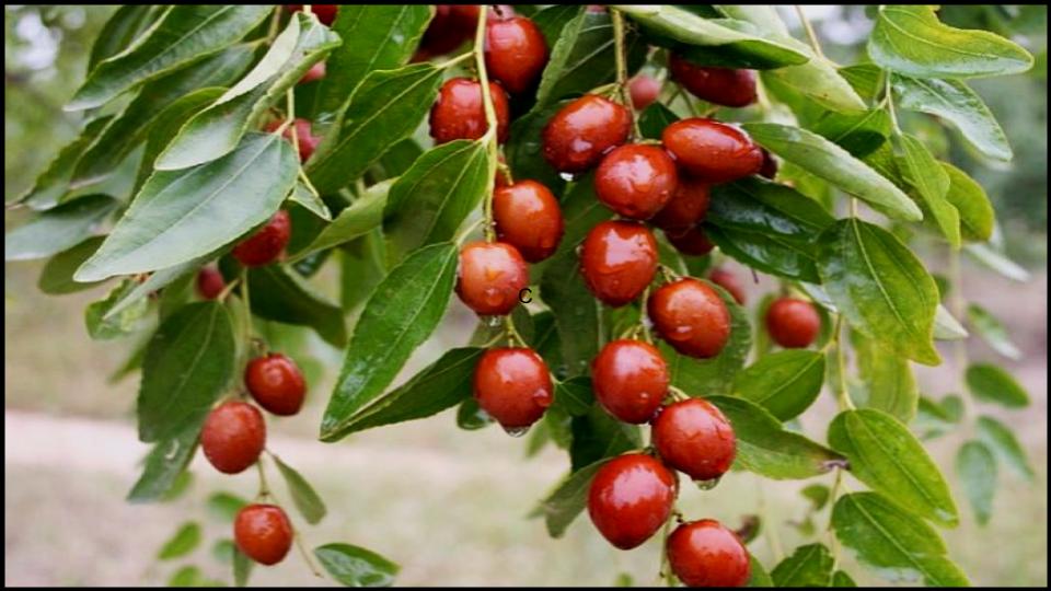 The Surprising Jujube