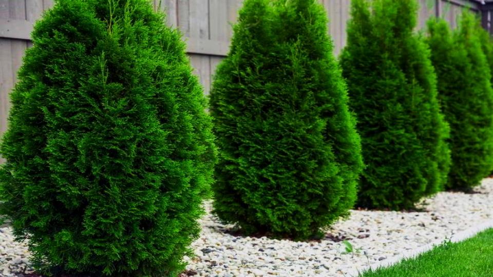 14 Fast-Growing Hedges That Block Nosy Neighbors Naturally 3 Thuja 'Green Giant'