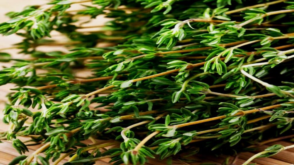 Creeping Thyme